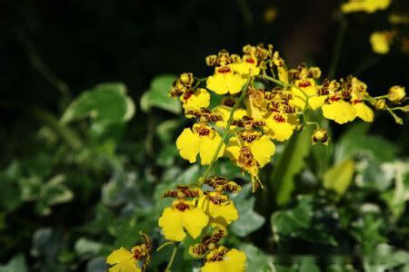 跳舞蘭 花語|文心蘭花語：隱藏的愛，快樂無憂，寓意忘卻煩